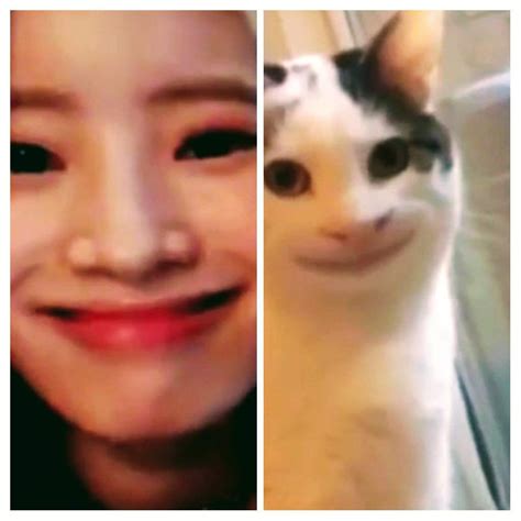 dahyun cat.